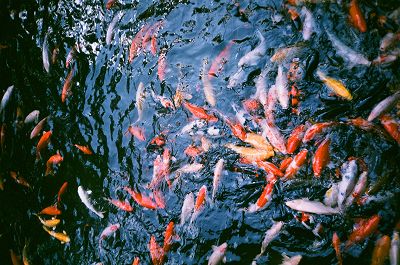 SOPHIA ZHURAVKOVA (R)